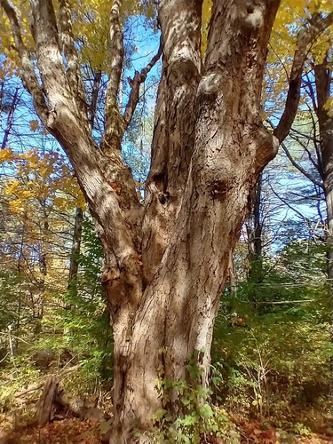 Sugar maple