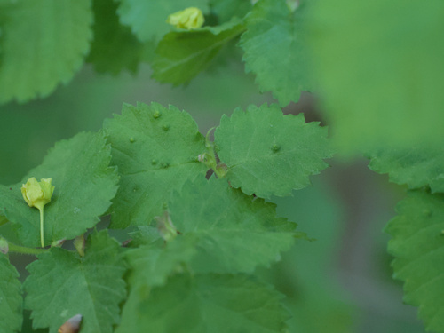 Elm Leaf Gall Mite