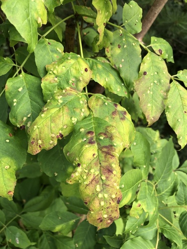 Ash Bead Gall Mite