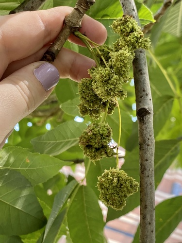 Ash Flower Gall Mite