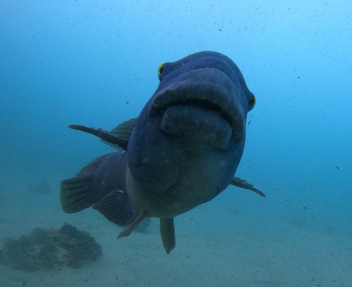 Eastern Blue Groper