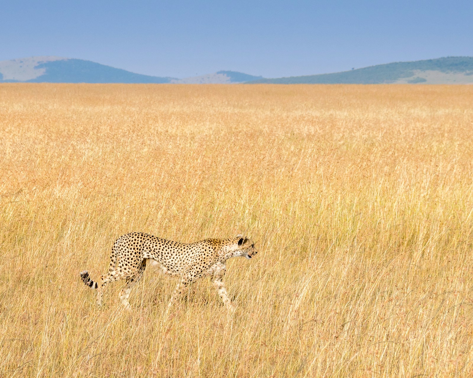 Cheetah