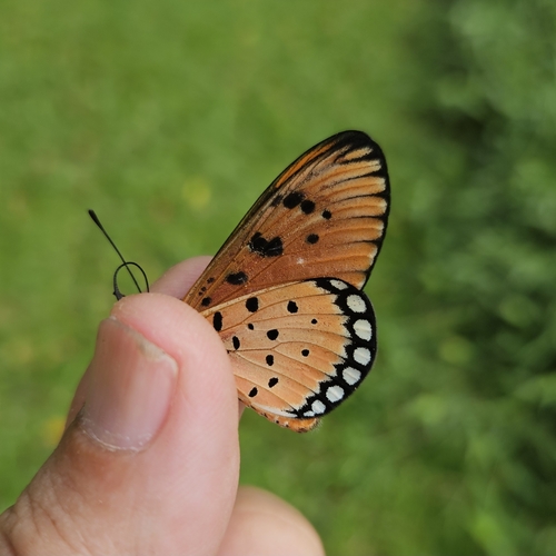 Tawny Coster
