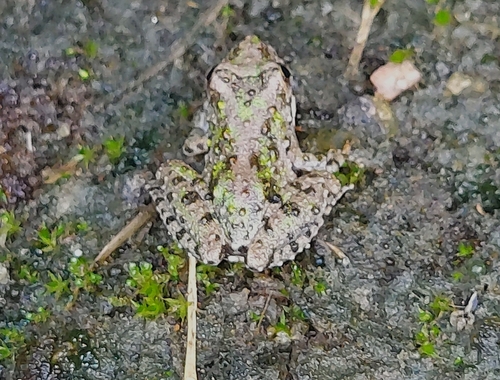Blanchard's Cricket Frog