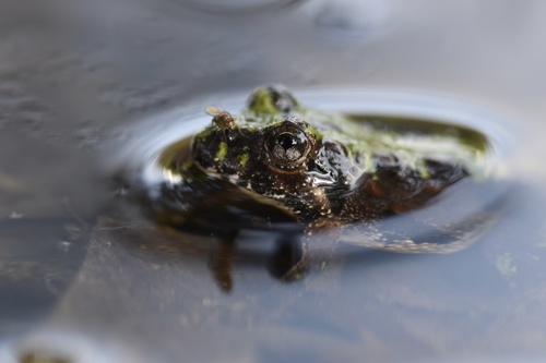 Northern Cricket Frog
