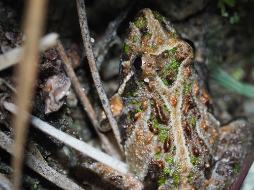 Southern Cricket Frog