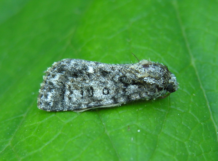 Knot Grass Moth