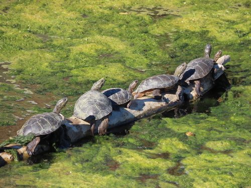 Northwestern Pond Turtle