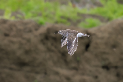 Common Sandpiper
