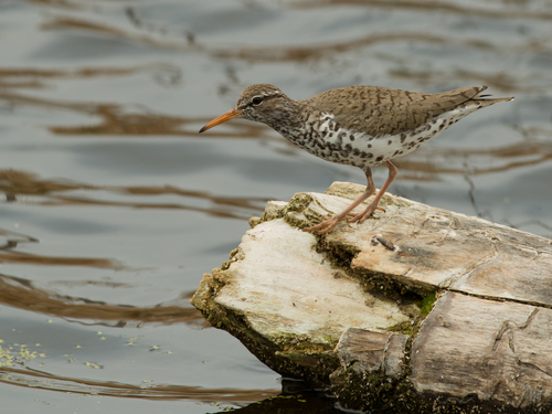 Spotted Sandpiper