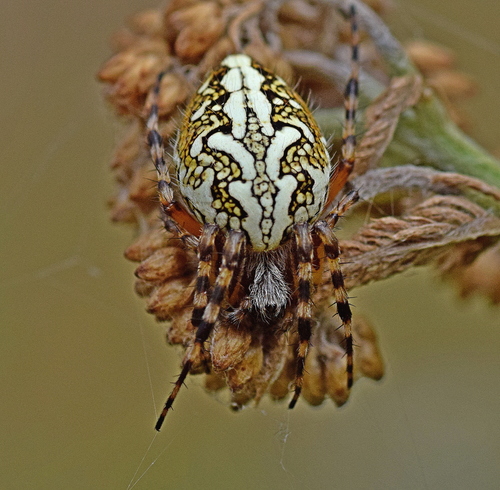 Oak Spider