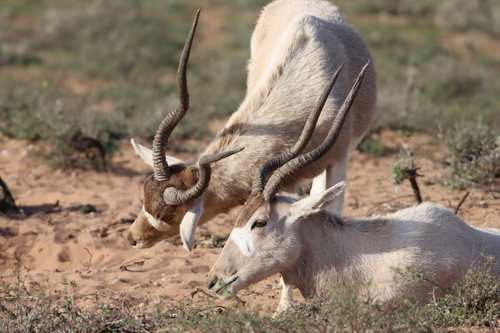 Addax