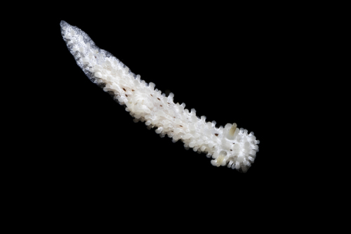 Salt-and-pepper Doris