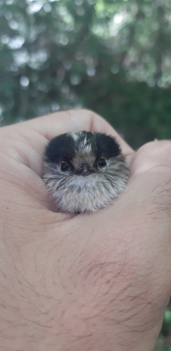 Long-tailed Tit