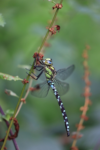 Southern Hawker