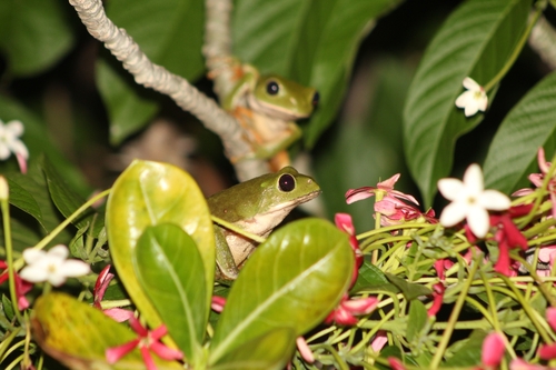 Mexican Giant Tree Frog