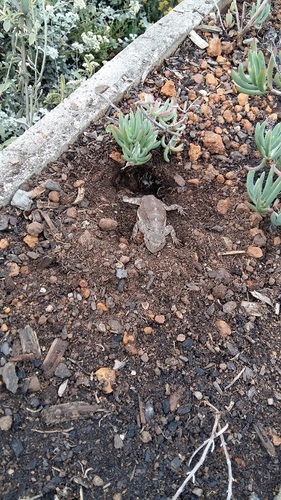 Southern Rock Agama