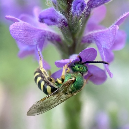 Bicolored Striped Sweat Bee