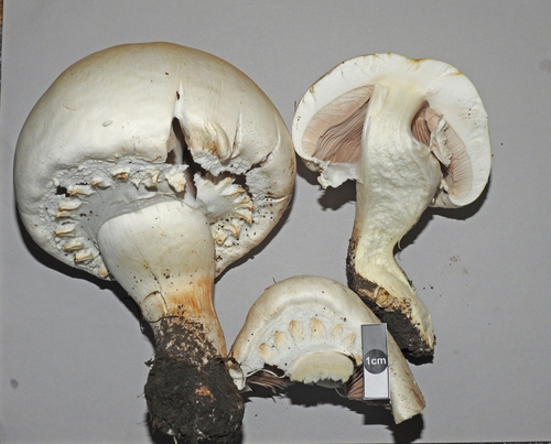 Horse Mushroom