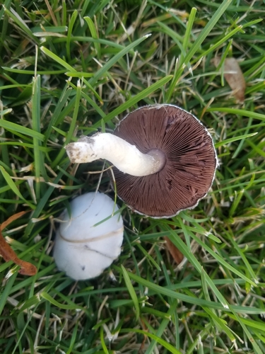 Meadow Mushroom