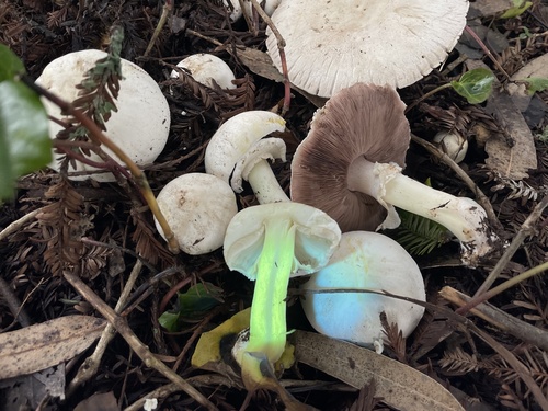 Yellow Stainer