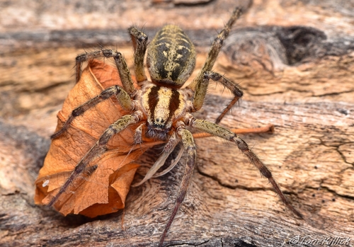 Labyrinth spider