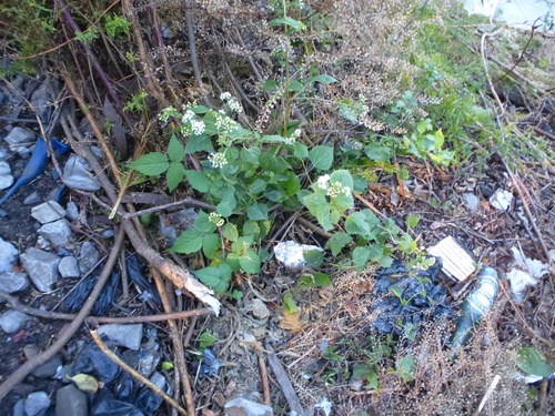 White snakeroot