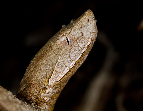 Broad-banded Copperhead