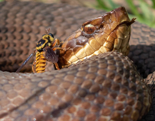 Northern Cottonmouth