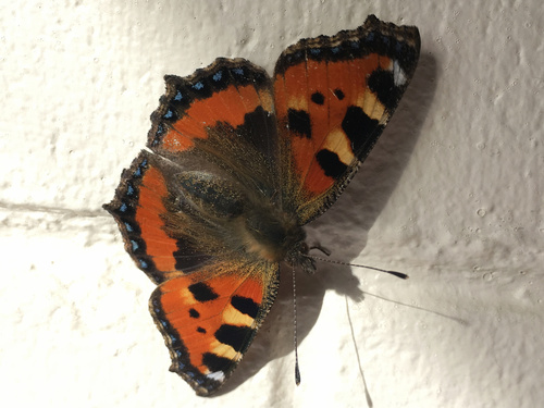 Small Tortoiseshell