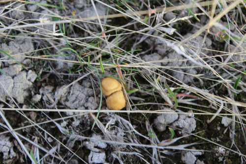 Common Fieldcap