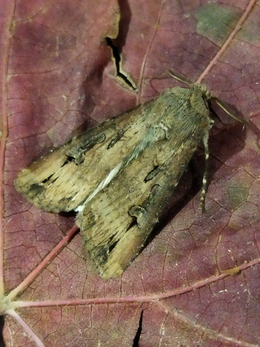 Ipsilon Dart Moth