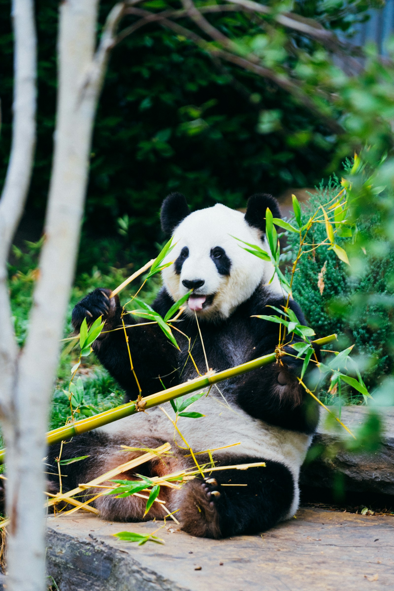 Giant Panda