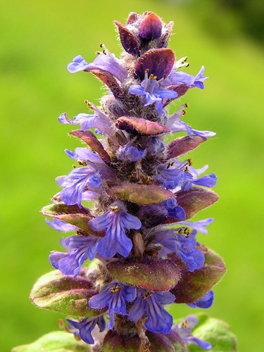 Carpet bugle