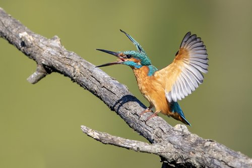 Common Kingfisher