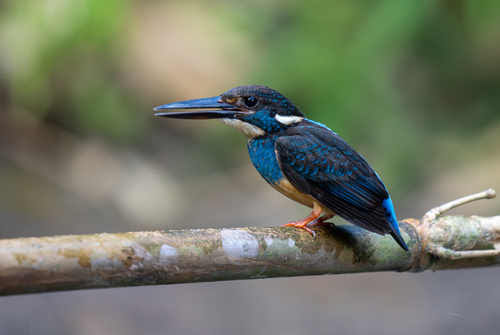 Javan Blue-banded Kingfisher