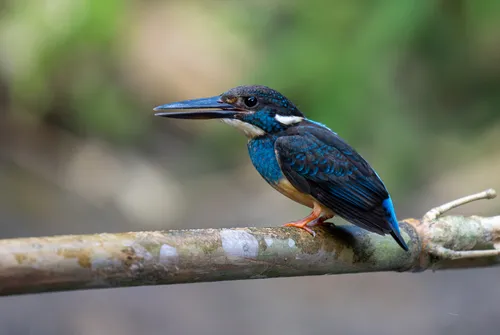 Javan Blue-banded Kingfisher