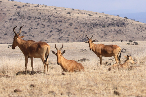 Hartebeest