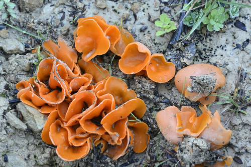 Orange peel fungus