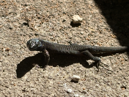 Blue-throated Keeled Lizard