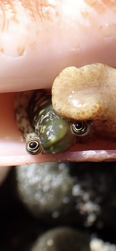 Queen Conch
