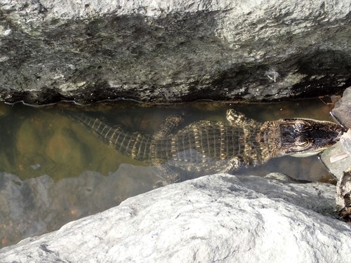 American Alligator