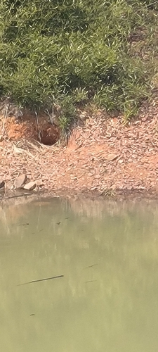 Chinese Alligator