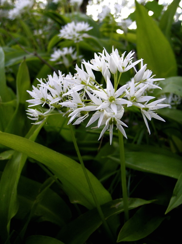 Ramsons