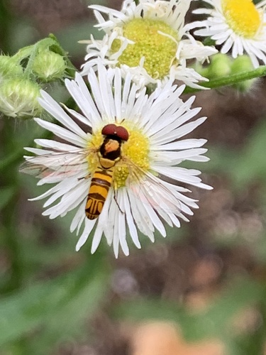 Oblique Streaktail