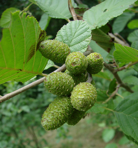 Grey alder