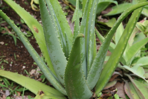 Aloe vera