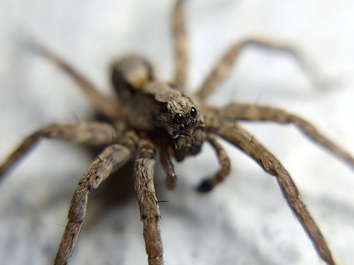 Koch's Wolf Spider