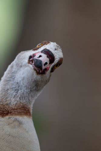 Egyptian Goose