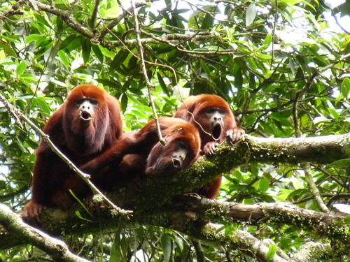 Colombian Red Howler Monkey